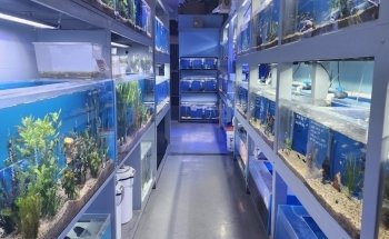 Mark's Tropical Fish