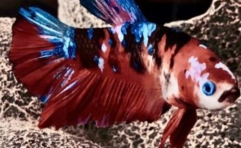 Mark's Tropical Fish