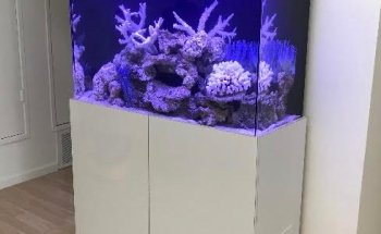 Mark's Tropical Fish