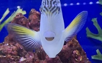 Mark's Tropical Fish