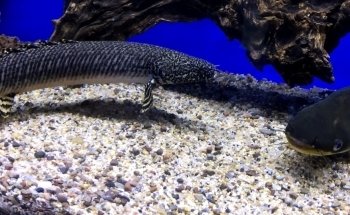 Mark's Tropical Fish