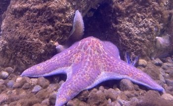 MaST Center Aquarium