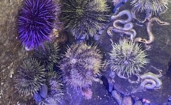 MaST Center Aquarium