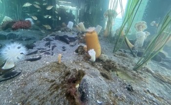MaST Center Aquarium