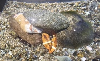 Meigs Point Nature Center