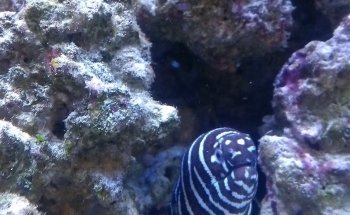 Reef eScape