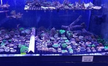 Reef eScape