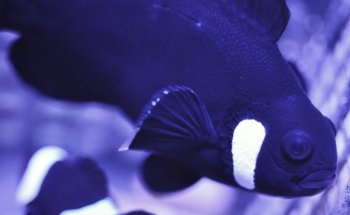 Reef eScape