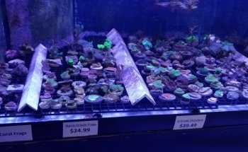 Reef eScape