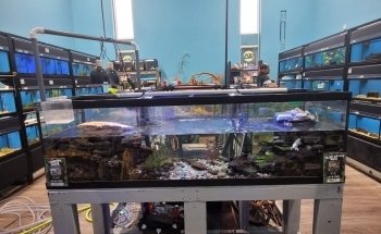 Whitlyn Aquatics, LLC