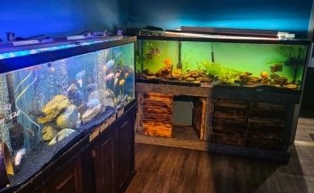 Whitlyn Aquatics, LLC