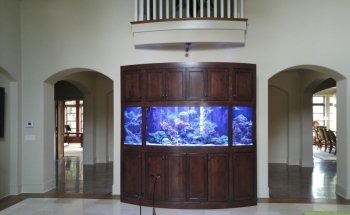 Picasso Exotic Aquatics