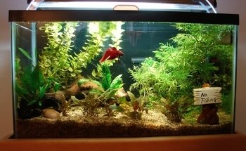 Picasso Exotic Aquatics