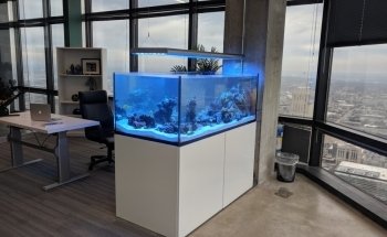 Picasso Exotic Aquatics
