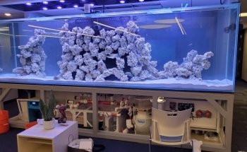 Picasso Exotic Aquatics