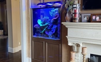 Picasso Exotic Aquatics