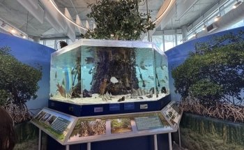 Tampa Bay Watch Discovery Center