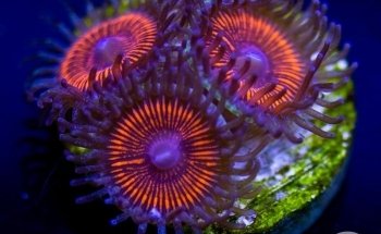 Sunnyside Corals