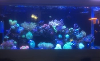 Sunnyside Corals