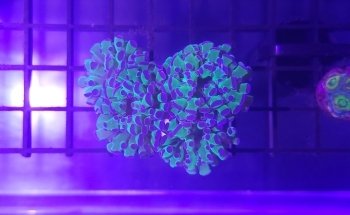 Sunnyside Corals