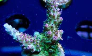 Sunnyside Corals