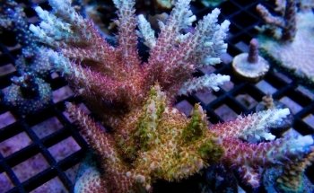 Sunnyside Corals