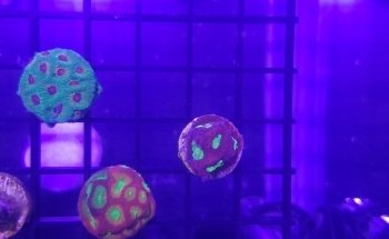 Sunnyside Corals