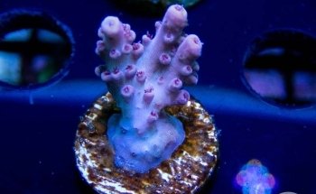 Sunnyside Corals