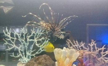 Aqualife