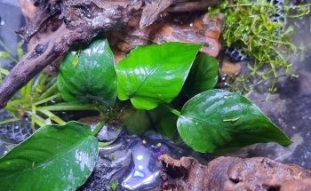 Aqualife