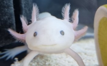 Aqualife