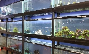 Eurofish Aquatics