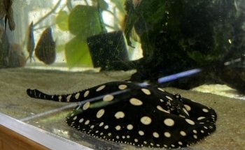 Eurofish Aquatics