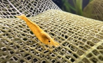 Eurofish Aquatics