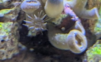 Pisces Fish and Coral