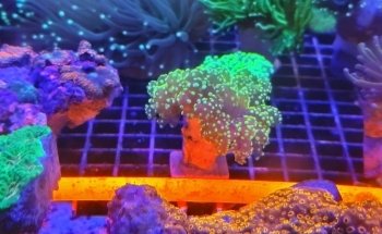 Pisces Fish and Coral