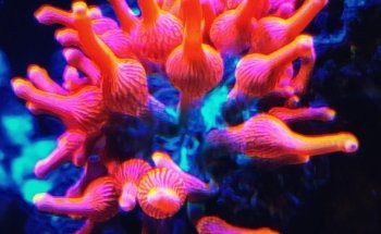 Pisces Fish and Coral