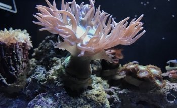 Pisces Fish and Coral