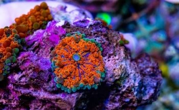 Pisces Fish and Coral