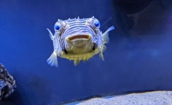 Glen Echo Park Aquarium