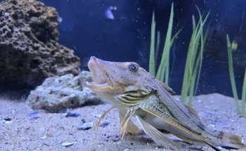 Glen Echo Park Aquarium