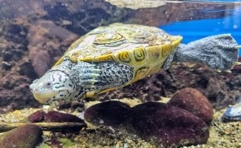 Glen Echo Park Aquarium