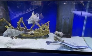 Glen Echo Park Aquarium