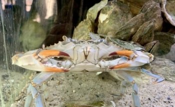Glen Echo Park Aquarium