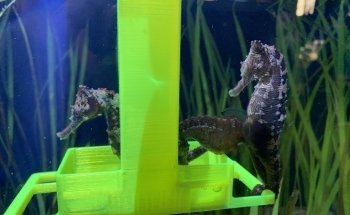 Glen Echo Park Aquarium