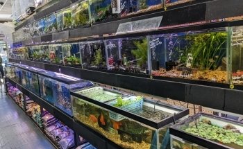 All in 1 Petshop