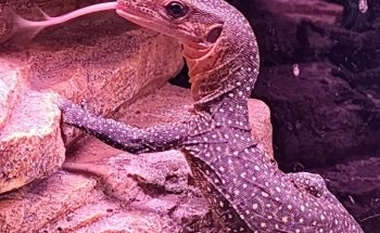 Sam's Flying Frog Ranch LLC