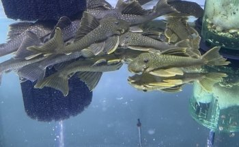 Your Pet Fish