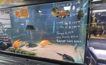 Your Pet Fish