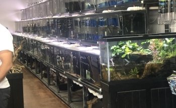 Your Pet Fish